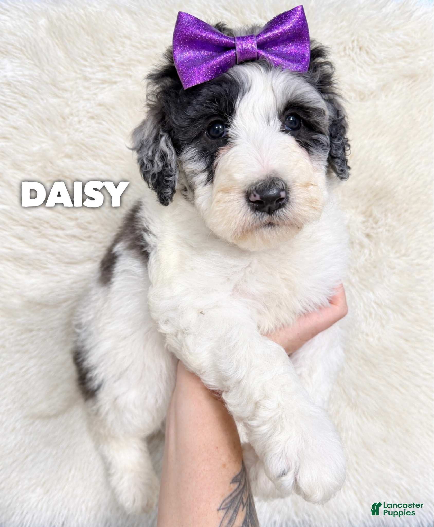 Aussiedoodle dogs for sale: Daisy - standard f1b - Ad 33