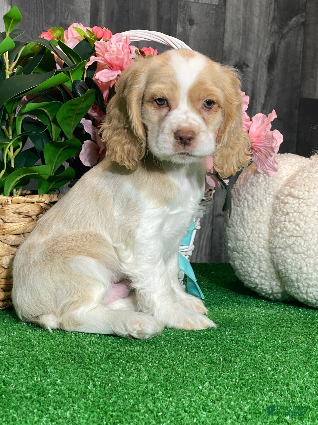 Cocker Spaniel dogs for sale: Tucker - Ad 2