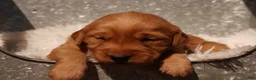 Golden Retriever dogs for sale: Max - AKC, Genetically Clear - Ad 2