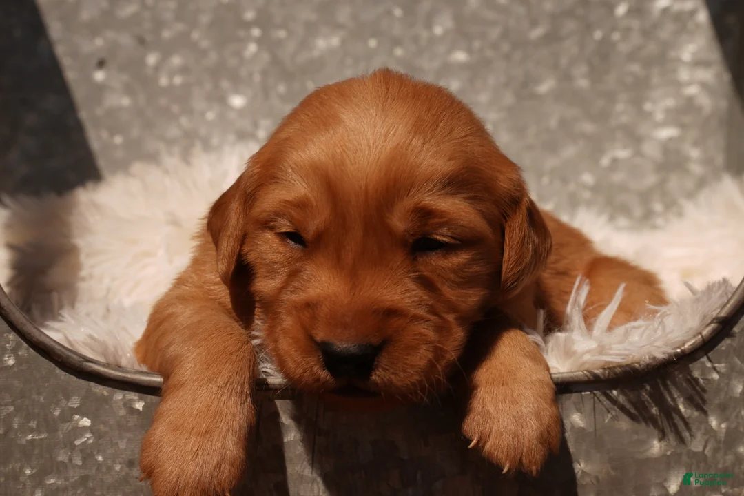 Golden Retriever dogs for sale: Max - AKC, Genetically Clear - Ad 2