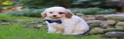 Cavapoo dogs for sale: Hudson - Ad 5
