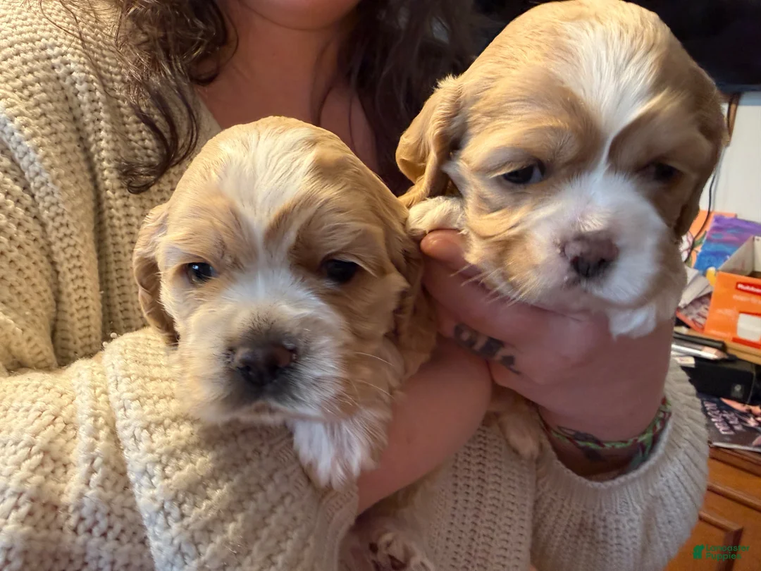 Cocker Spaniel dogs for sale: Daisy - Ad 14