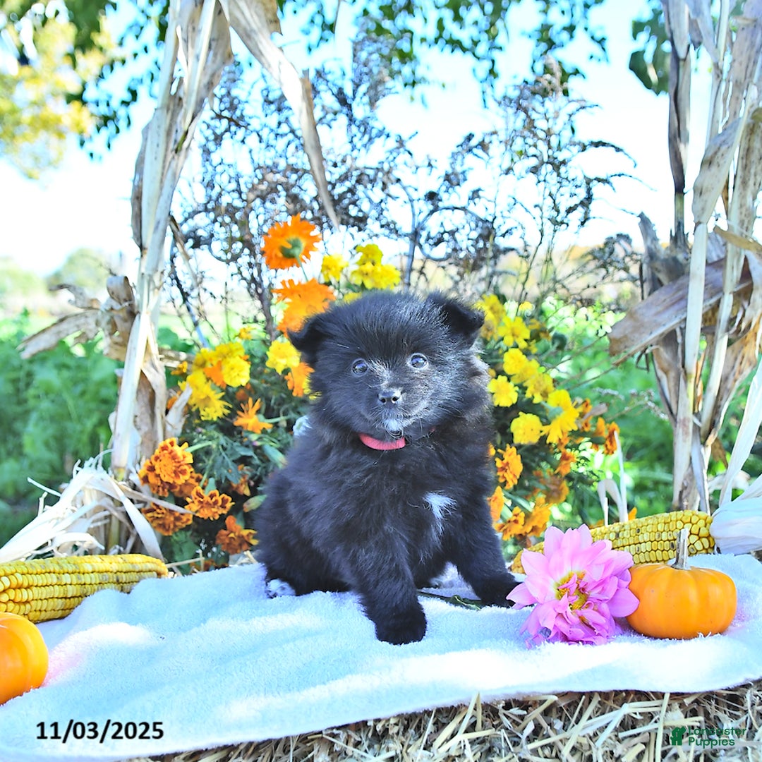 Mixed Breed dogs for sale: Daisy - Ad 7