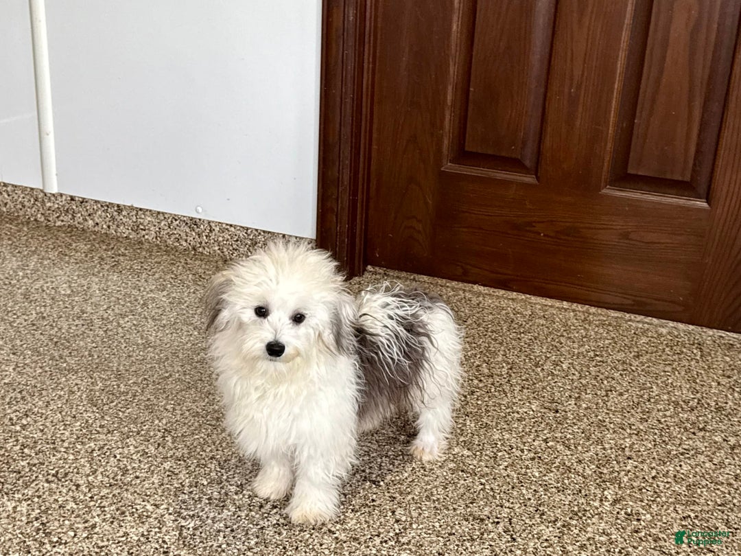 Coton De Tulear dogs for sale: Romeo - Ad 8