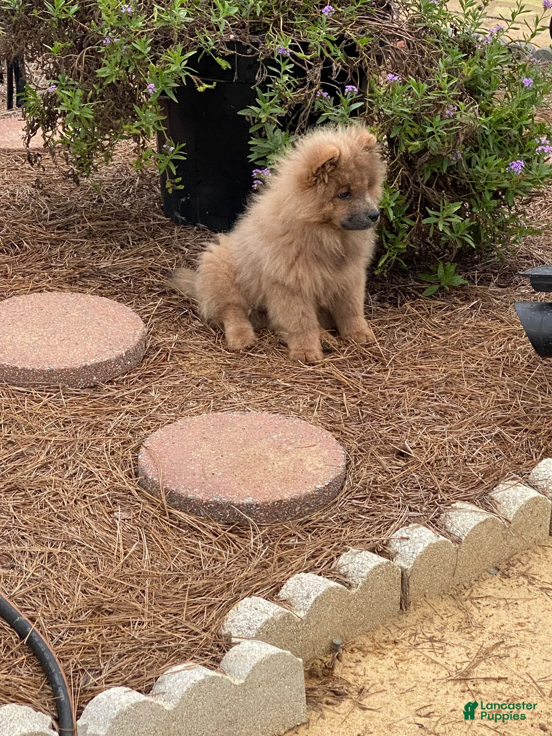 Chow Chow dogs for sale: Chow Chow 3 - Ad 8