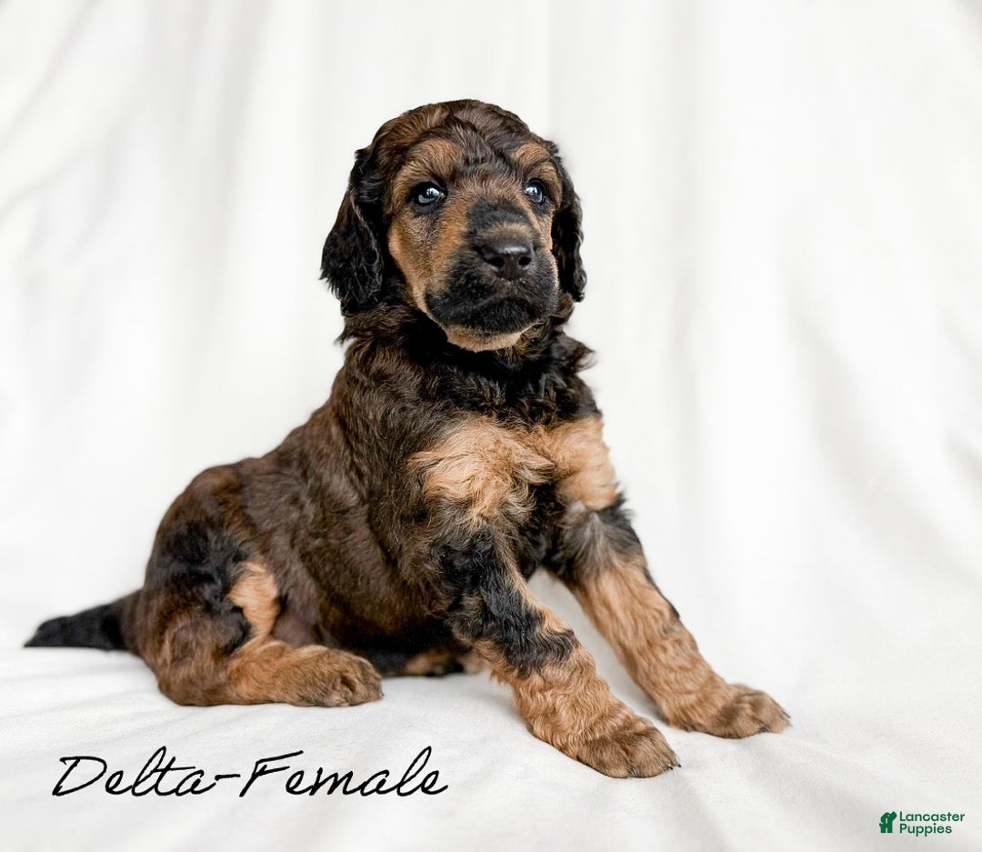 Standard Poodle dogs for sale: Delta AKC - Ad 3