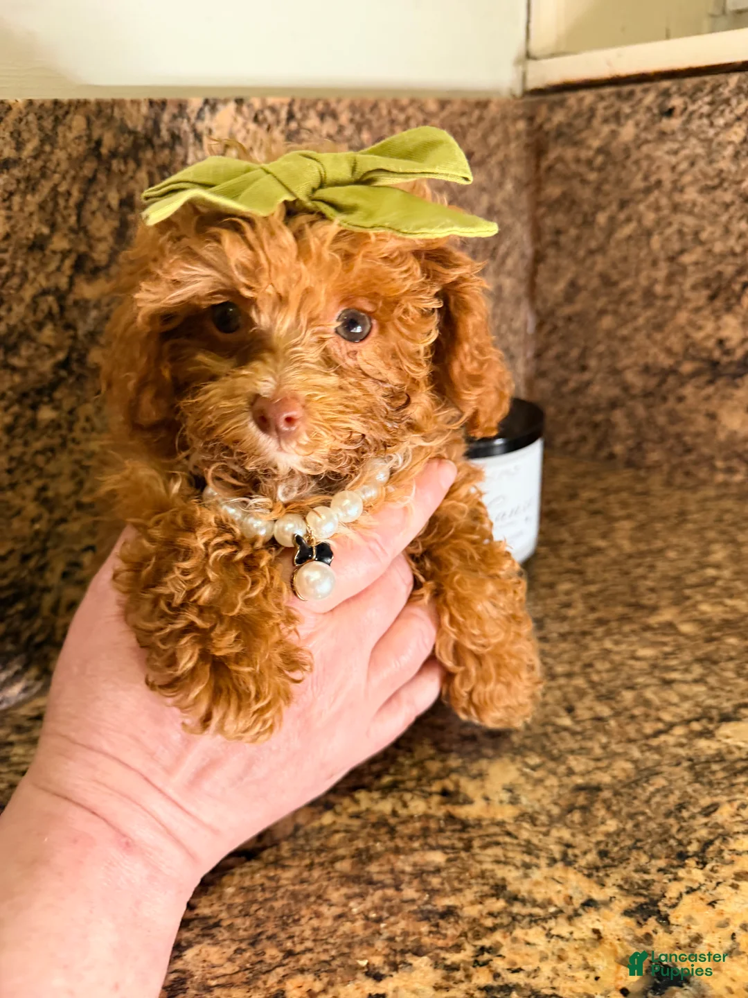 Toy Poodle dogs for sale: Calista - Akc Teacup Poodle POTTY TRAINED - Ad 1