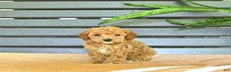 Miniature Poodle dogs for sale: Cornelius - Ad 5