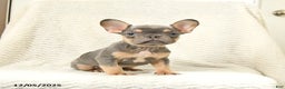 French Bulldog dogs for sale: Bandit - Ad 1