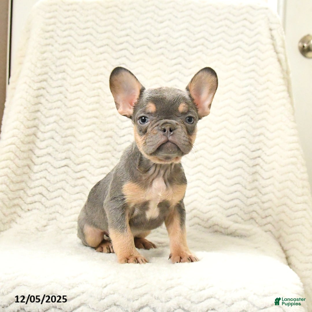 French Bulldog dogs for sale: Bandit - Ad 1