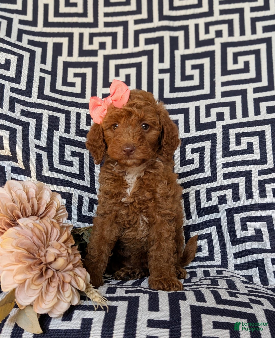 Miniature Poodle dogs for sale: Mable - Ad 17
