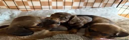 Dachshund dogs for sale: Coco - Ad 10