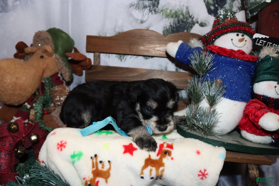 Miniature Schnauzer dogs for sale: sawyer - Ad 5