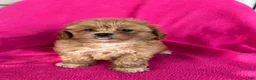 Shihpoo dogs for sale: LUCY - Ad 1