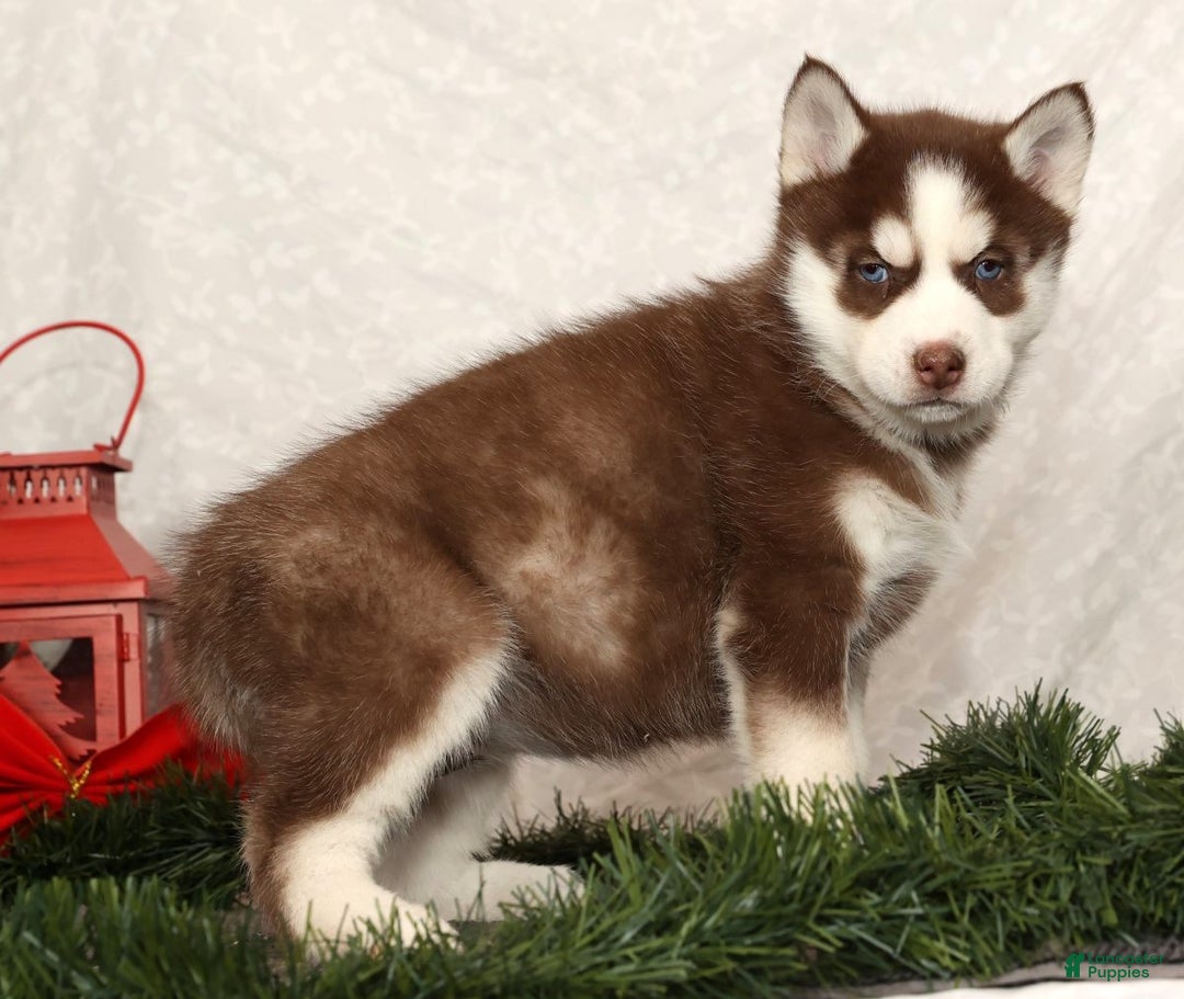 Siberian Husky dogs for sale: Macy - Ad 5