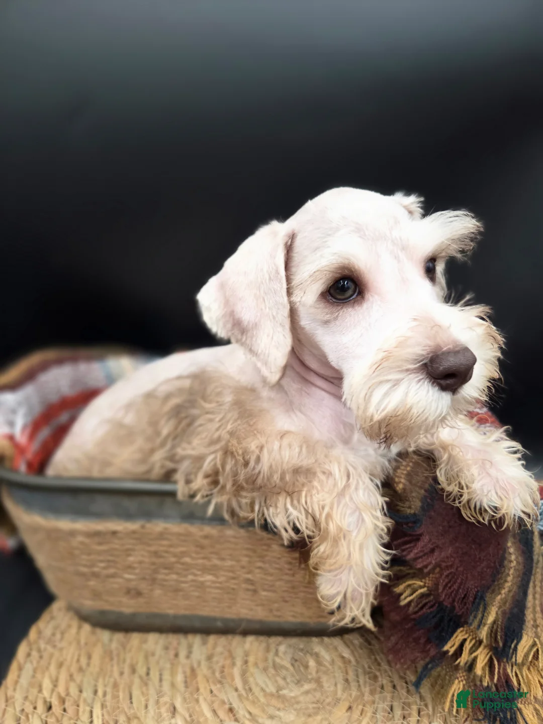 Miniature Schnauzer dogs for sale: Wheaten Male - Ad 1