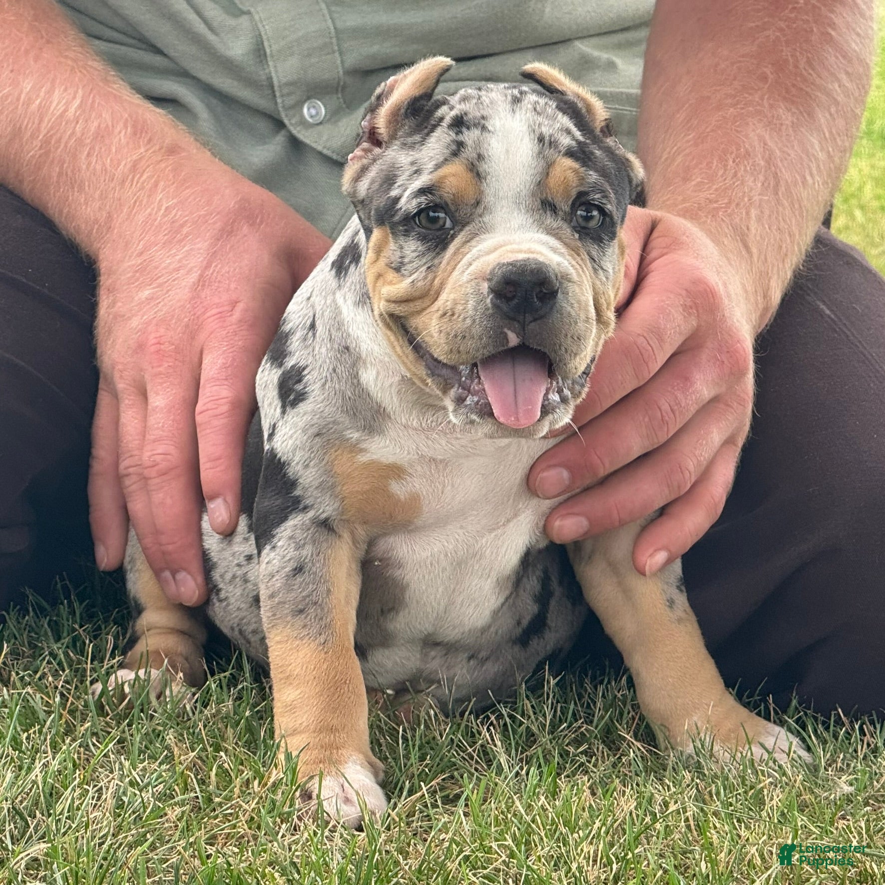 American Bully dogs Havoc - Ad 2