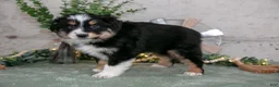 Australian Shepherd dogs for sale: Sampson - Ad 3