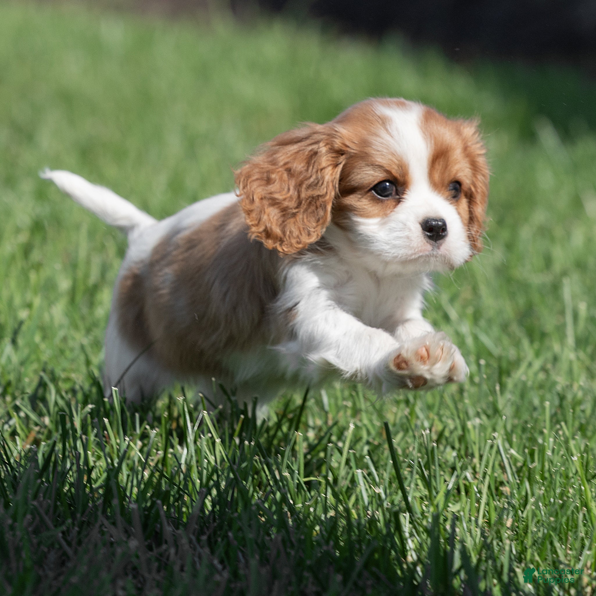 Cavalier King Charles Spaniel dogs for sale: Betty Cavalier King Charles Spaniel  - Ad 2