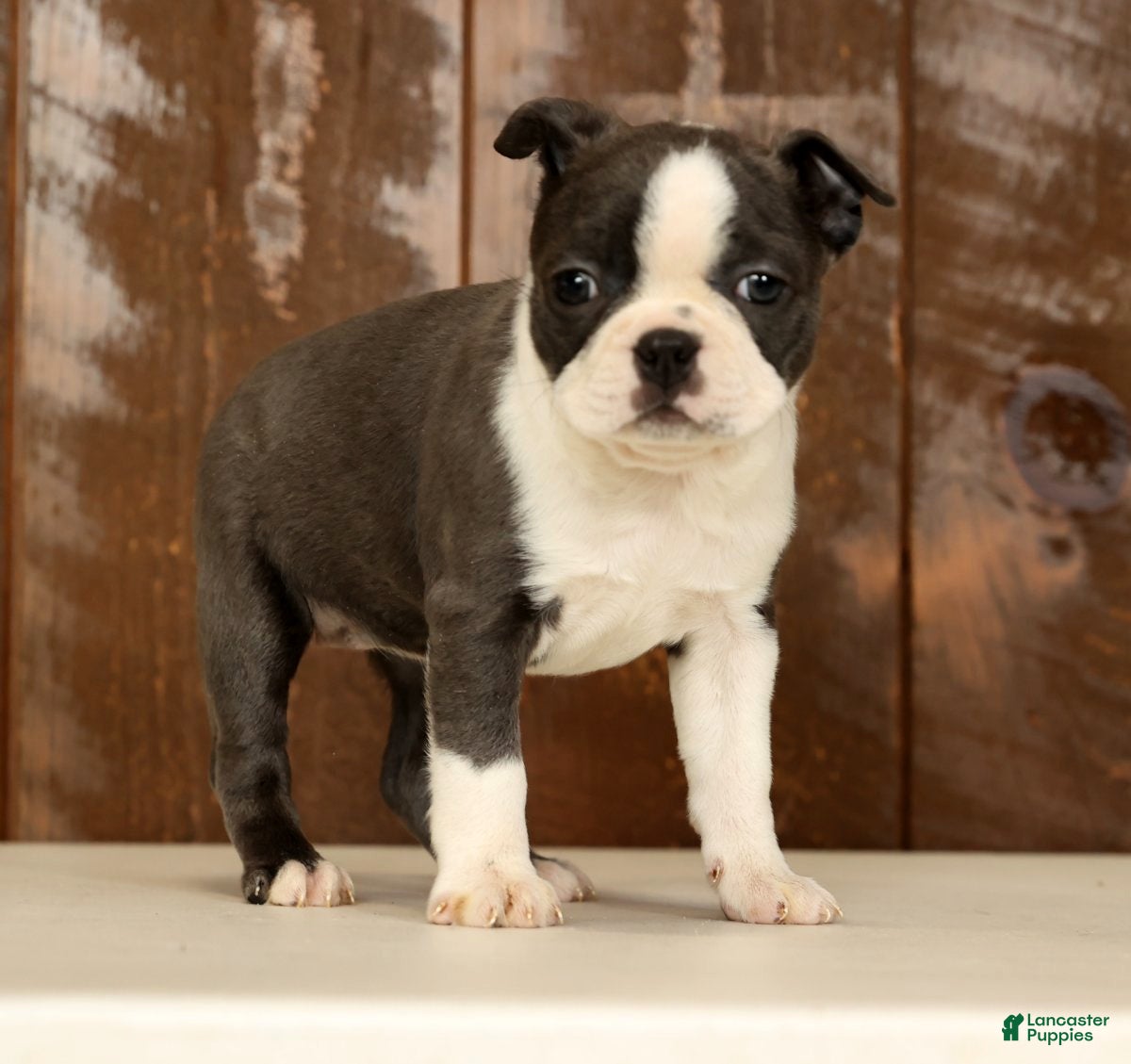 Boston Terrier dogs Rina - Ad 2