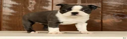 Boston Terrier dogs for sale: Rina - Ad 1