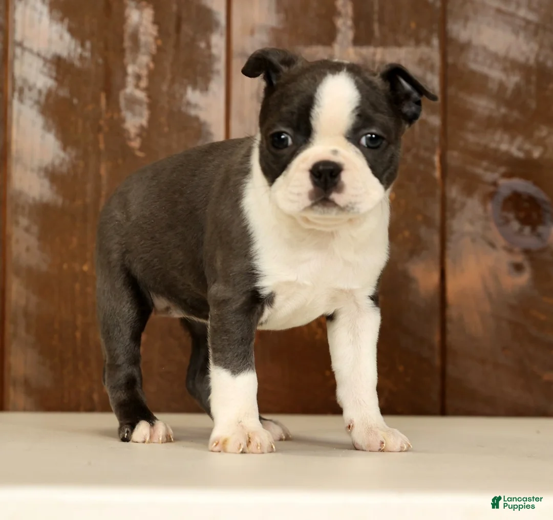 Boston Terrier dogs for sale: Rina - Ad 1