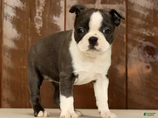 Boston Terrier dogs Rina - Ad 2