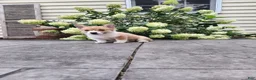 Welsh Corgi Pembroke dogs for sale: Welsh Corgi Pembroke 1 - Ad 2