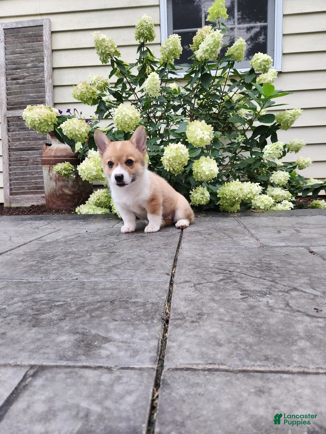 Welsh Corgi Pembroke dogs for sale: Welsh Corgi Pembroke 1 - Ad 2
