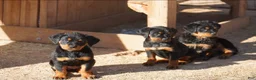 Rottweiler dogs for sale: Rottweiler F2 - Ad 19