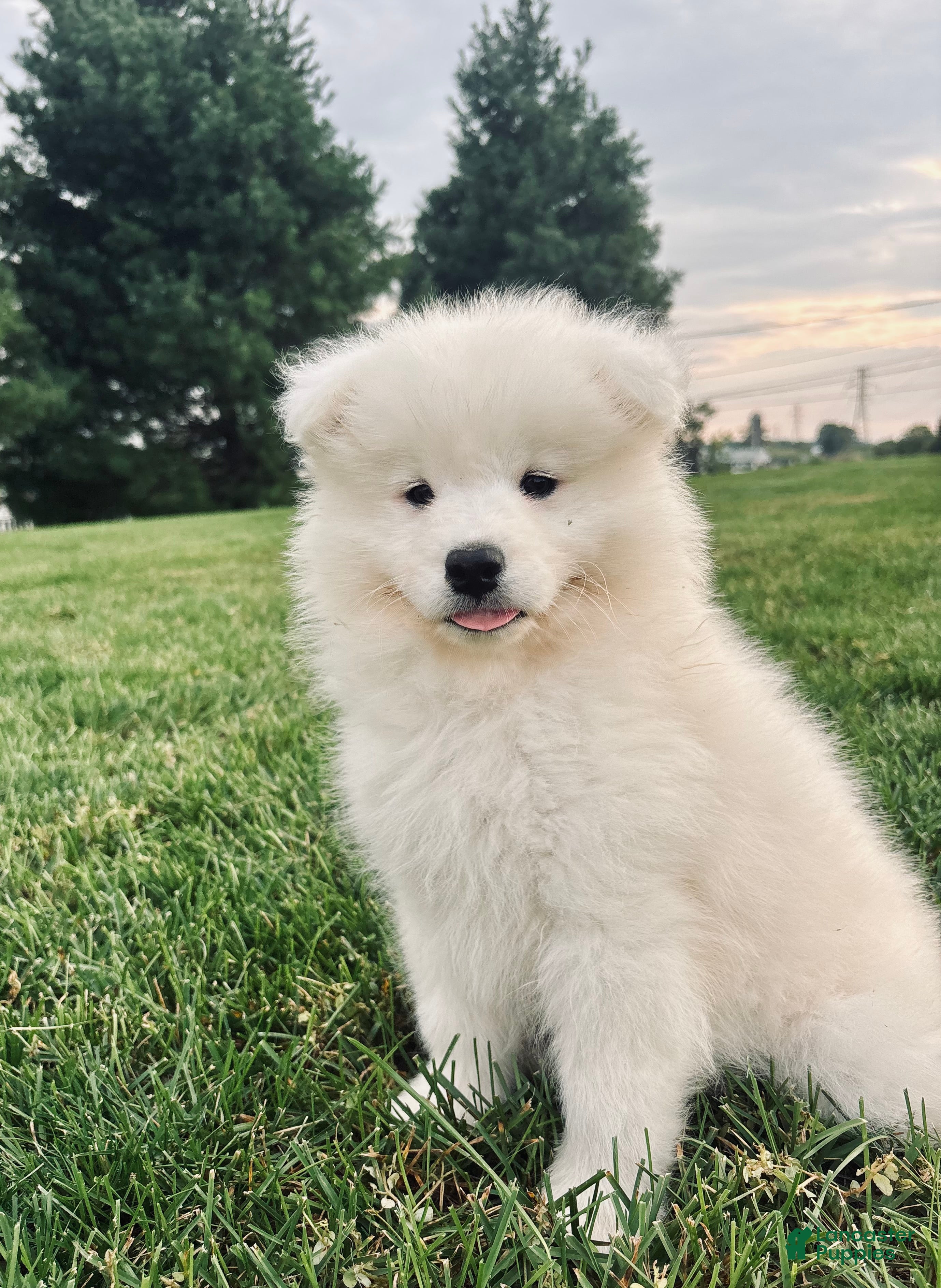 Samoyed dogs Willow - Ad 1
