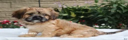 Mixed Breed dogs for sale: Wynn - Ad 1