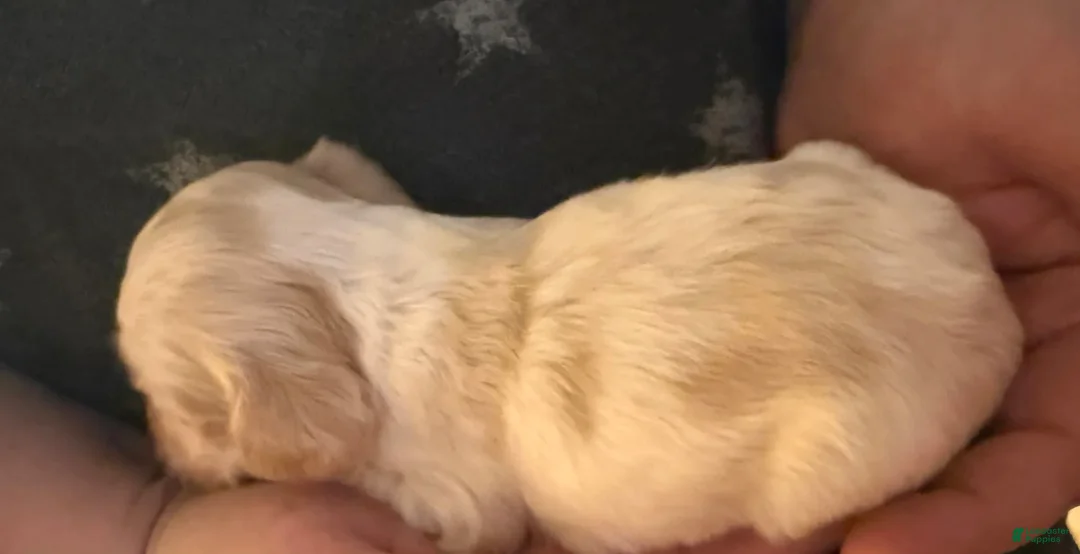 Cocker Spaniel dogs for sale: Jennings - Ad 4