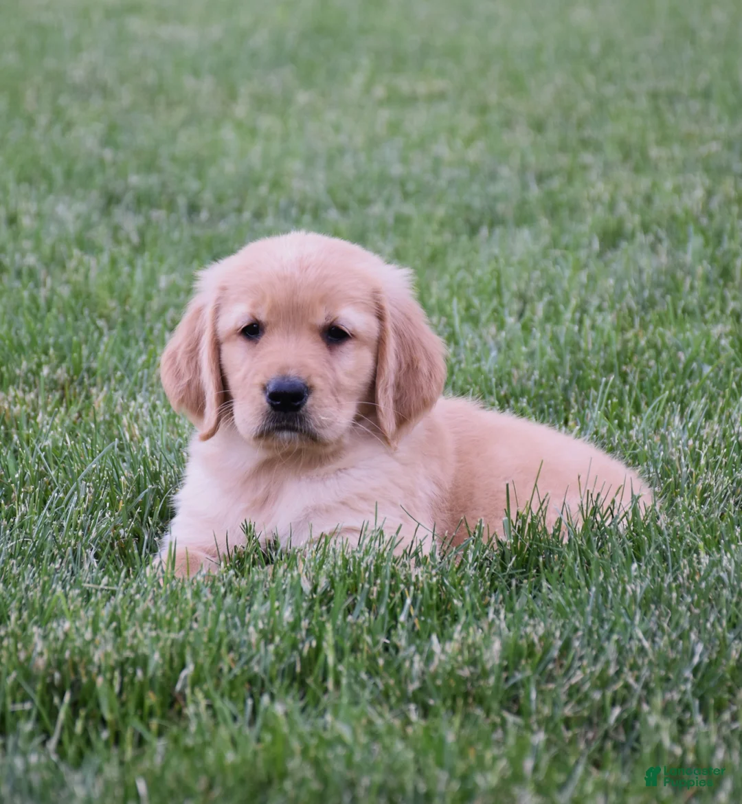 Golden Retriever dogs for sale: Halo - Ad 2