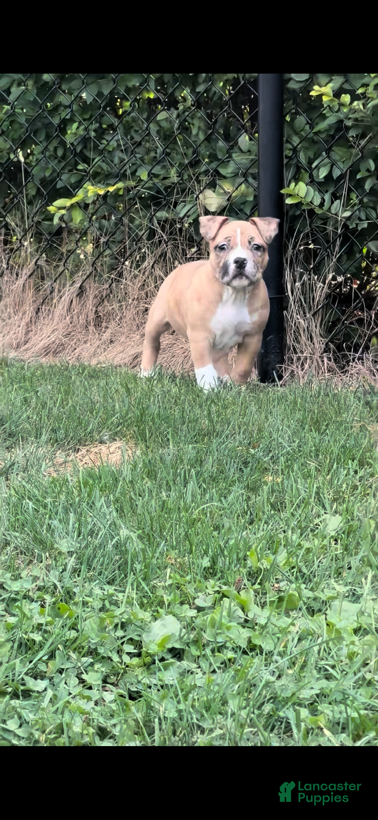 American Bully dogs American EXOTIC POCKET Bully 2 - Ad 2