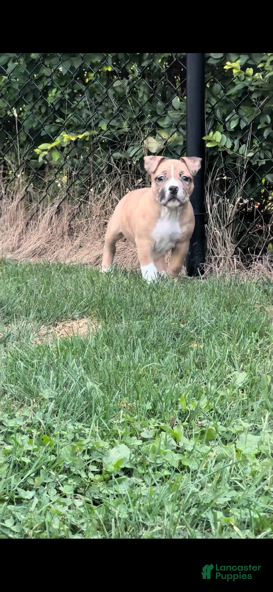 American Bully dogs for sale: American EXOTIC POCKET Bully 2 - Ad 2