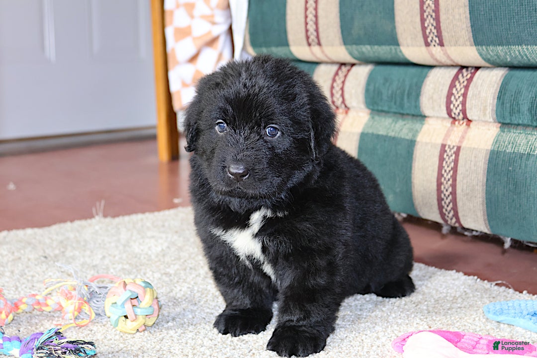 Newfoundland dogs for sale: Tanya - Ad 7
