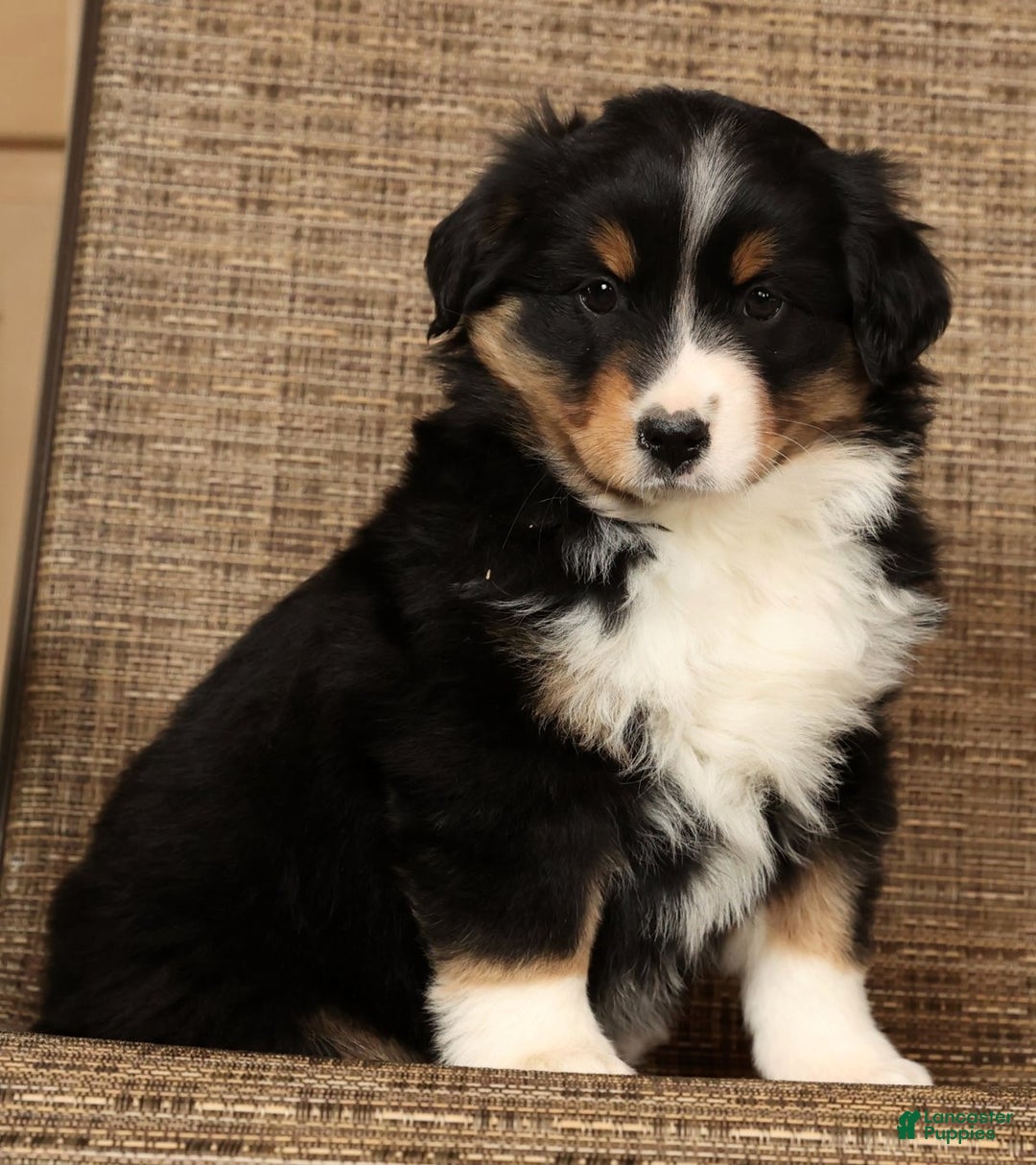 Miniature Australian Shepherd dogs for sale: Stella - Ad 2