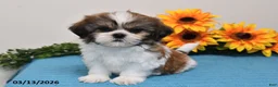 Shih Tzu dogs for sale: Cash - Ad 4