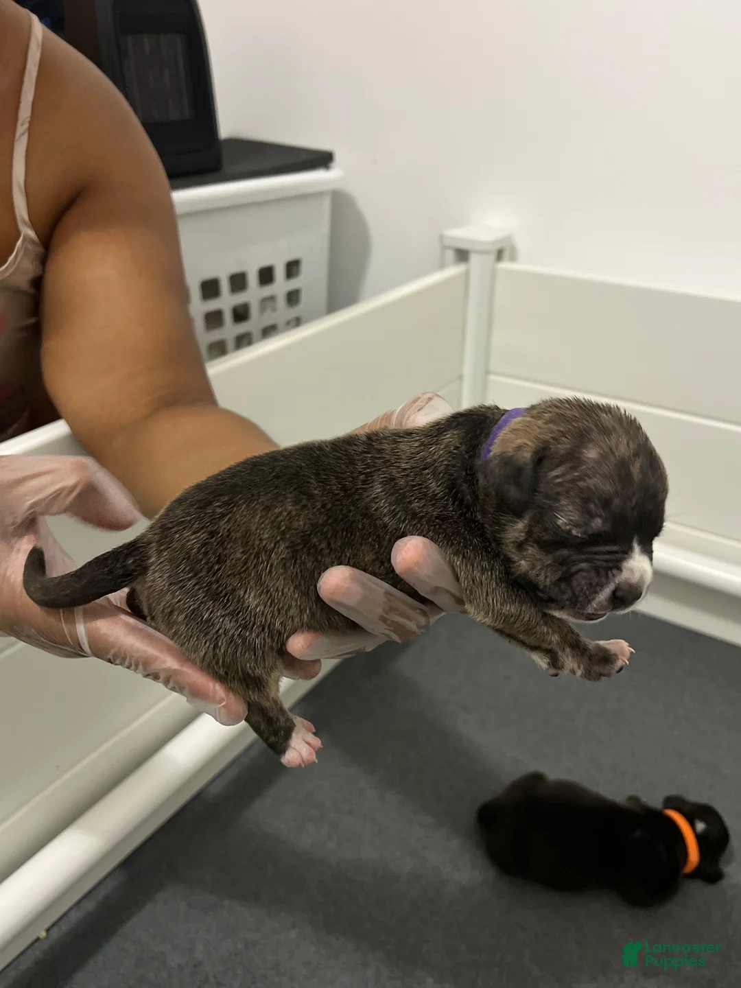 American Bully dogs for sale: American Bully 2 - Ad 2