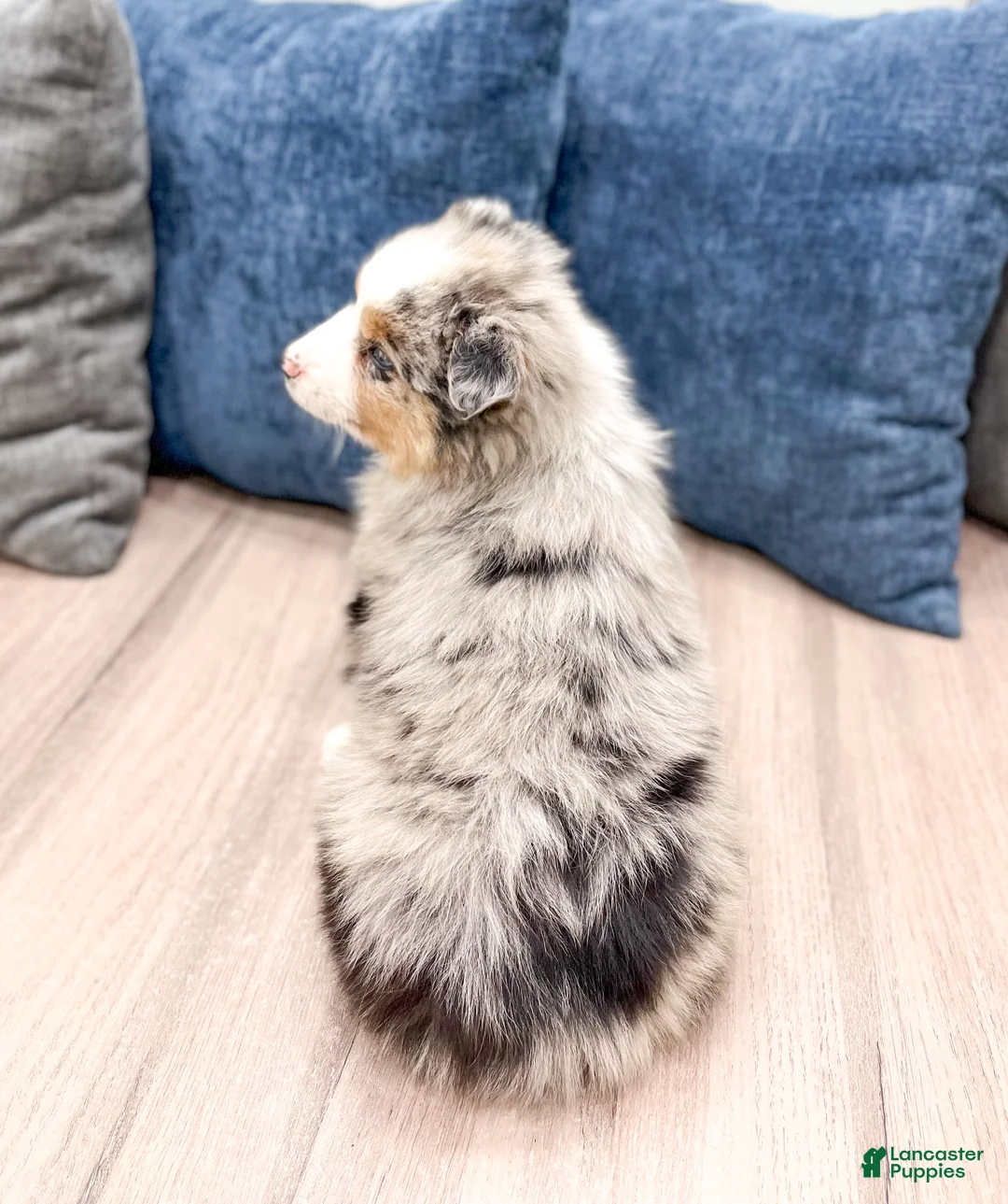 Miniature Australian Shepherd dogs for sale: Jackson - Ad 5