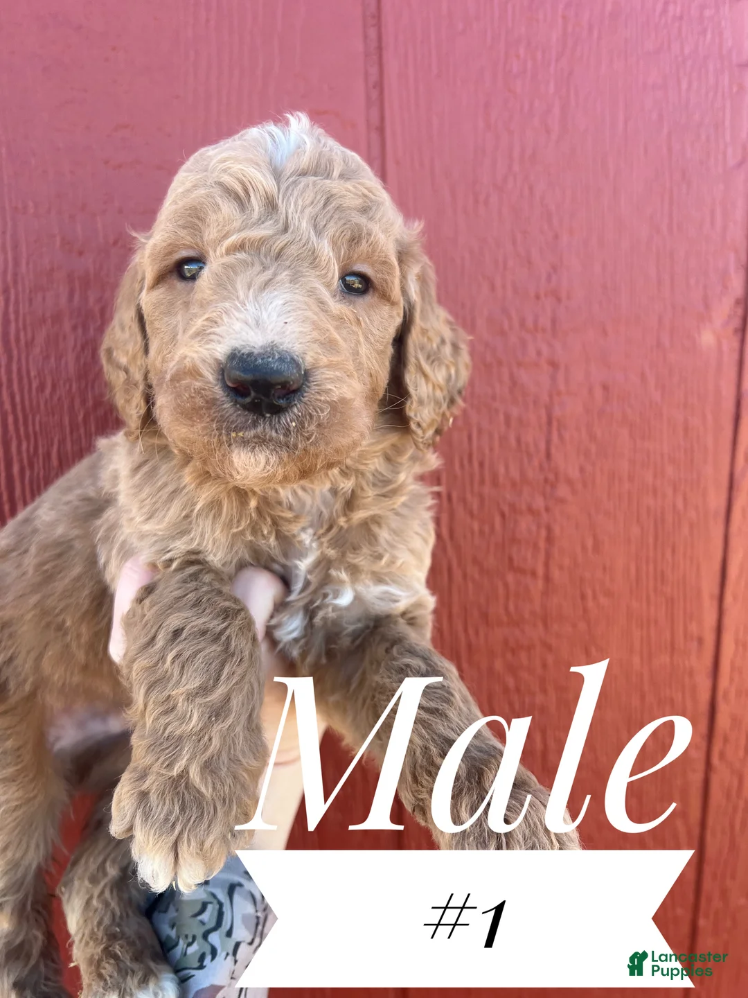 Goldendoodle dogs for sale: Goldendoodle Puppy 1 - Ad 1