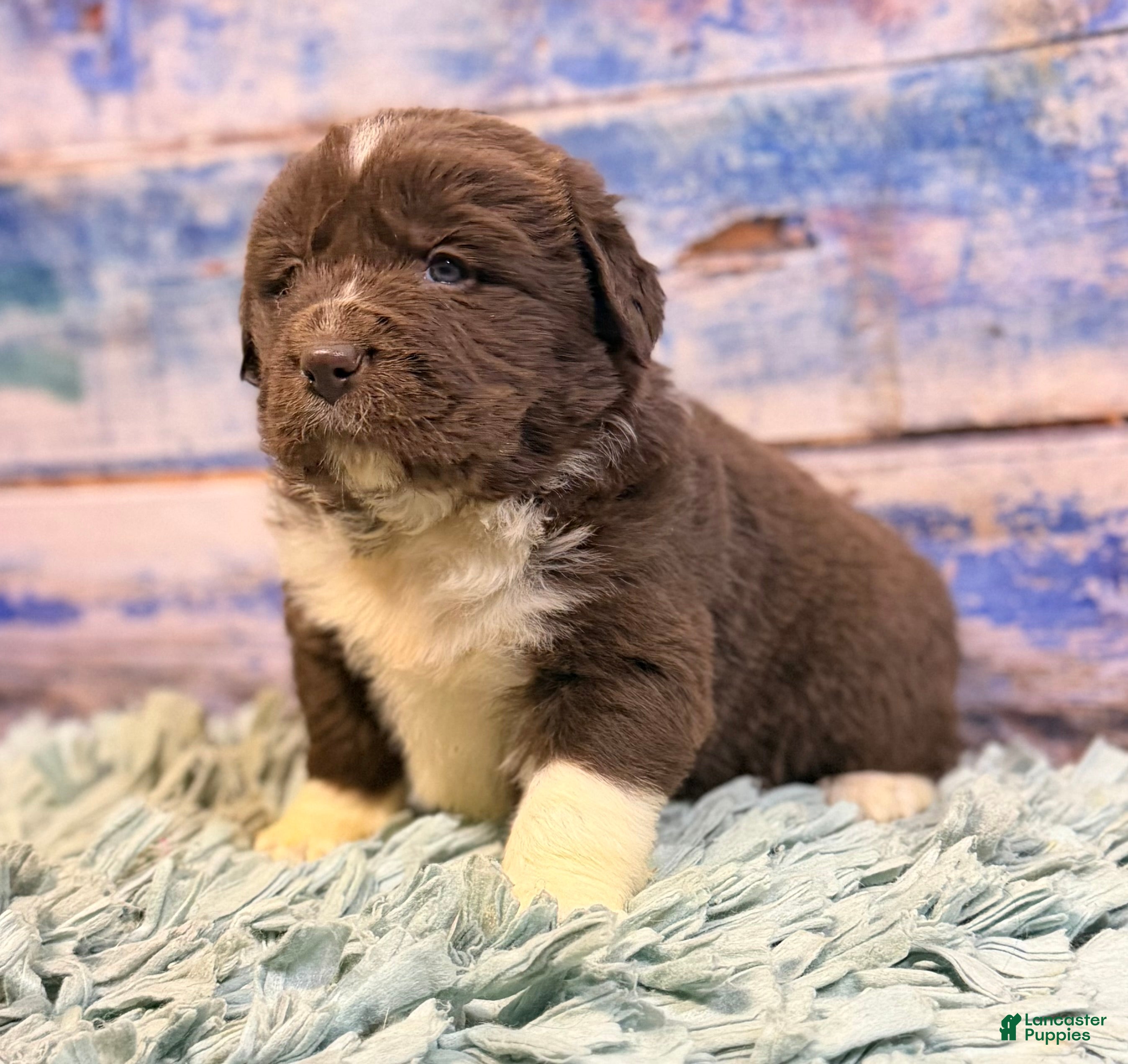 Mixed Breed dogs Stevie OFA DNA  - Ad 36