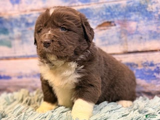 Mixed Breed dogs Stevie OFA DNA - Ad 5