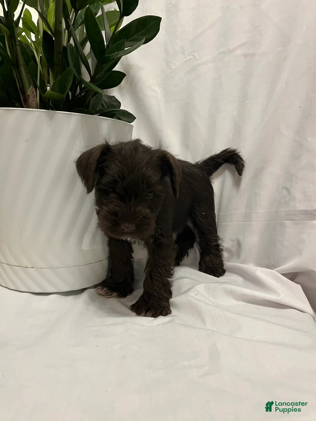 Miniature Schnauzer dogs for sale: Miniature Schnauzer Puppy 3 - Ad 1