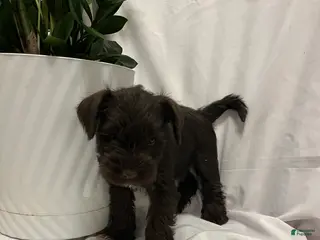 Miniature Schnauzer dogs for sale: Miniature Schnauzer Puppy 3 - Ad 3