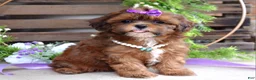 Shihpoo dogs for sale: Sterling - Ad 5