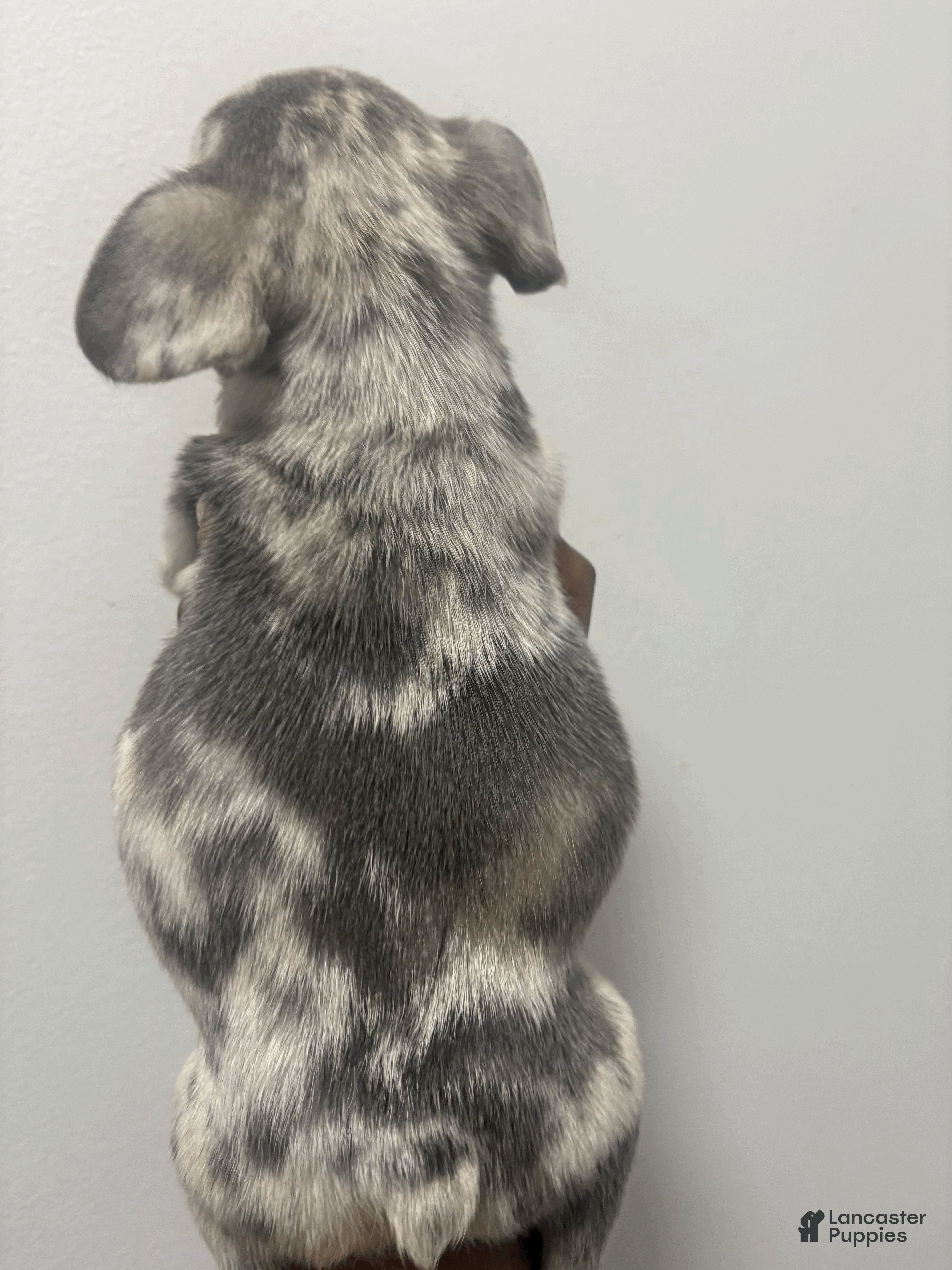 French Bulldog dogs mylo - Ad 32