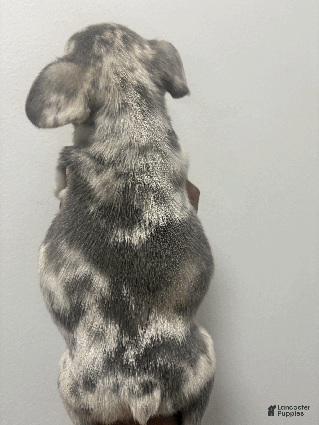 French Bulldog dogs for sale: mylo - Ad 1