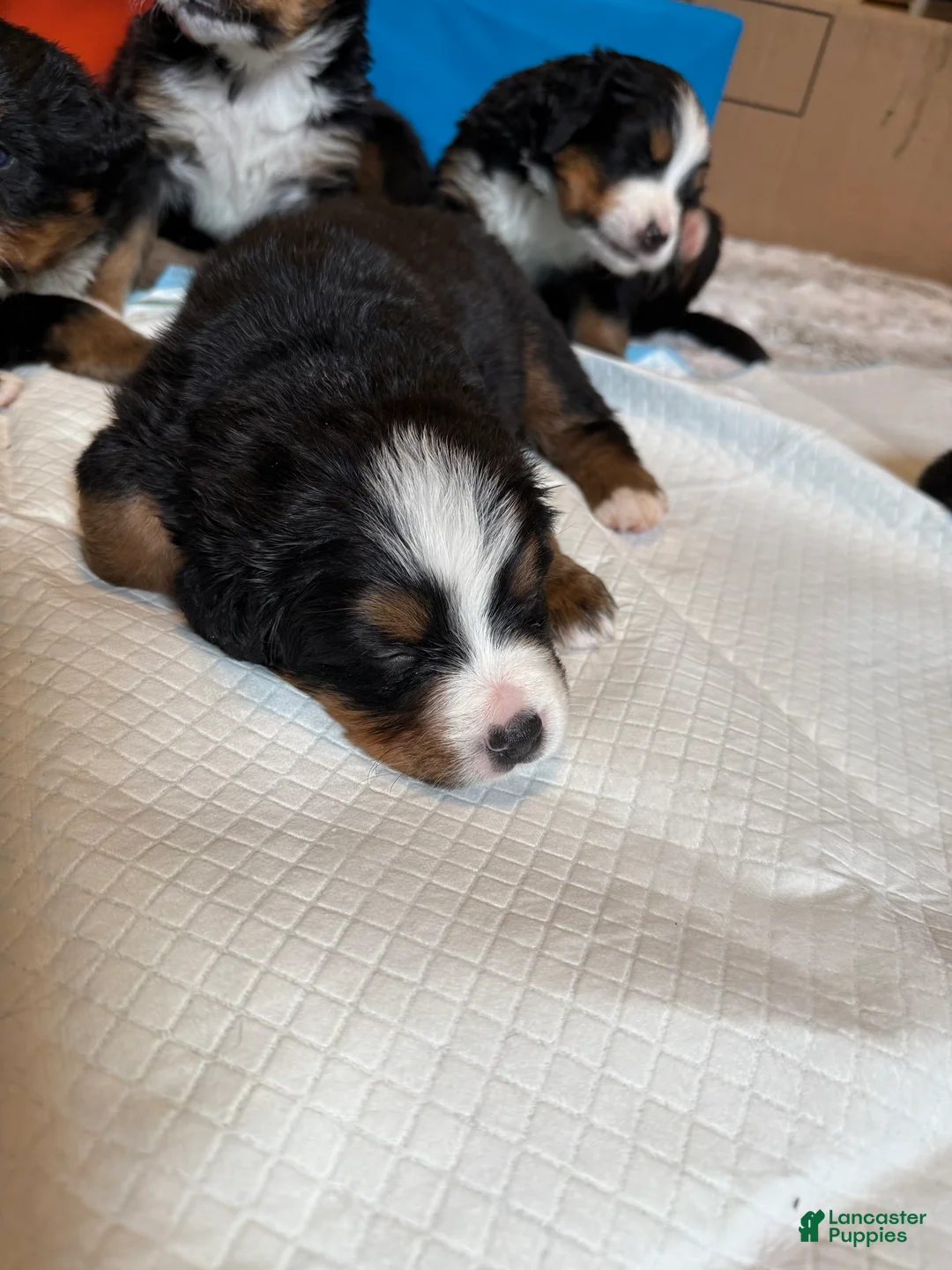 Bernese Mountain Dog dogs for sale: Marlin - Ad 1